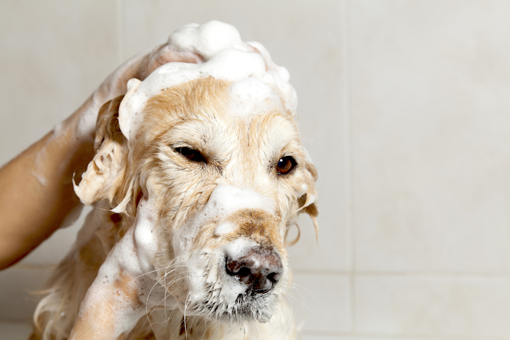 dog shampoo
