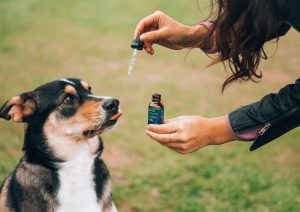 cbd dog treats for anxiety
